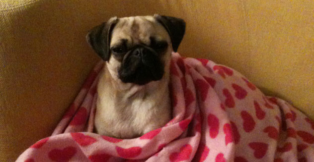 picture of Zooey the pug